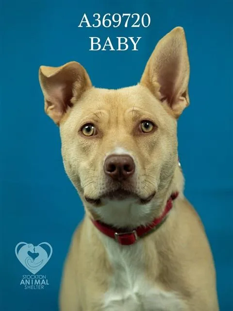 A young medium-sized female Pit Bull Terrier dog named Baby for adoption in Stockton, CA