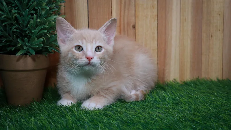 A baby medium-sized male Orange & White Domestic Short Hair cat named Citrine for adoption in Parker, TX