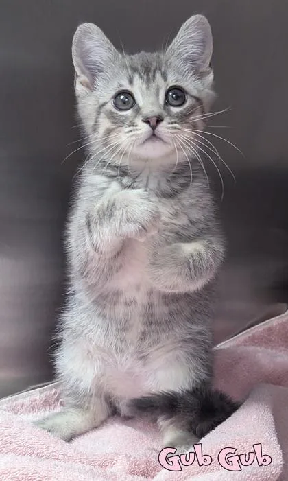 A baby small-sized male Domestic Short Hair cat named Gub Gub for adoption in Mason, MI
