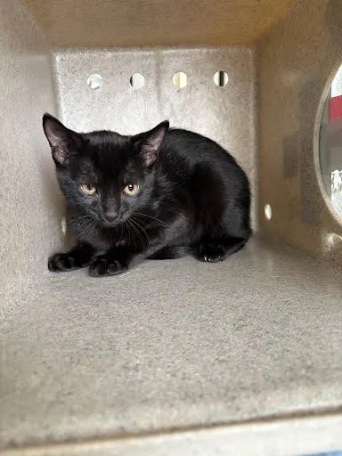 A baby small-sized male Domestic Short Hair cat named Robin for adoption in Washington, DC