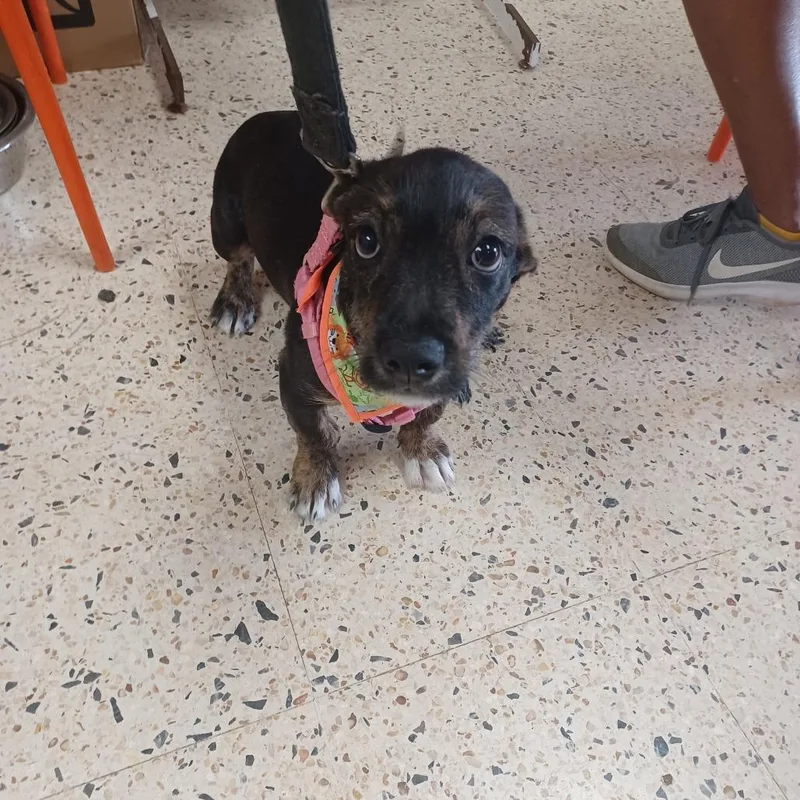 A baby medium-sized female Black Mixed Breed dog named Perla for adoption in Guaynabo, PR