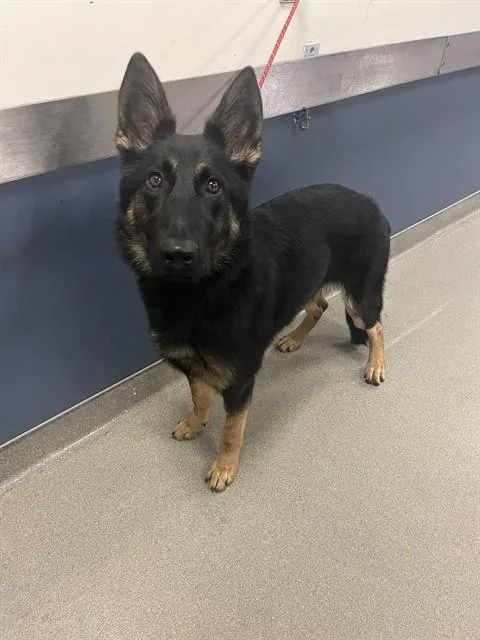 A young large-sized female German Shepherd Dog dog named Sally for adoption in Miami, FL