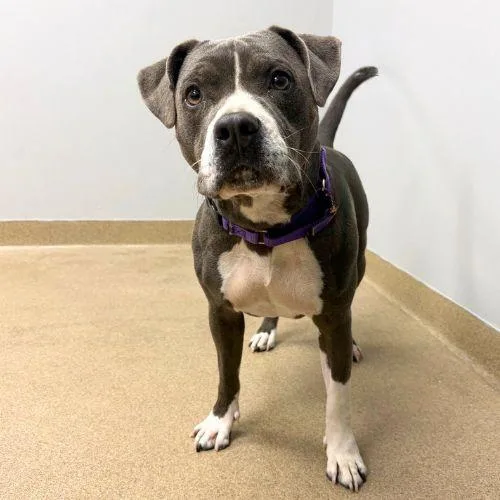 An adult medium-sized female Pit Bull Terrier dog named Aggie for adoption in Aurora, CO