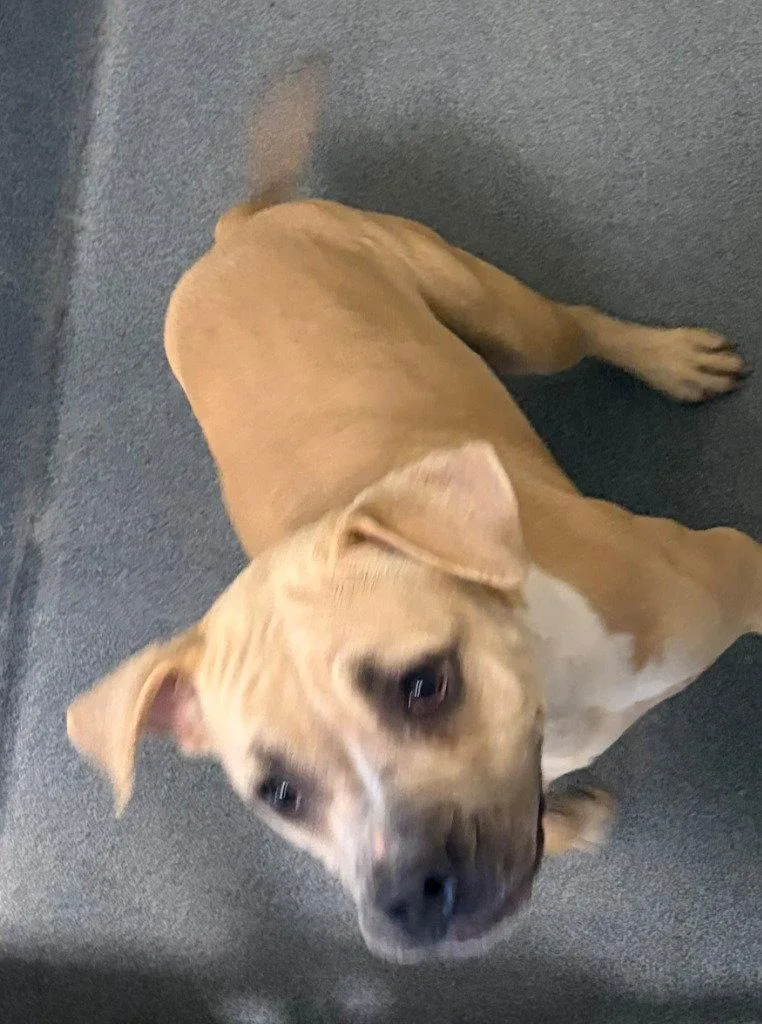 A young large-sized female Pit Bull Terrier dog named PR Katara for adoption in Glen Allen, VA