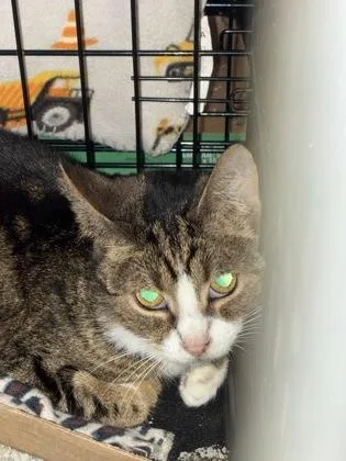 An adult medium-sized female Domestic Short Hair cat named Merlin for adoption in Lafayette, IN