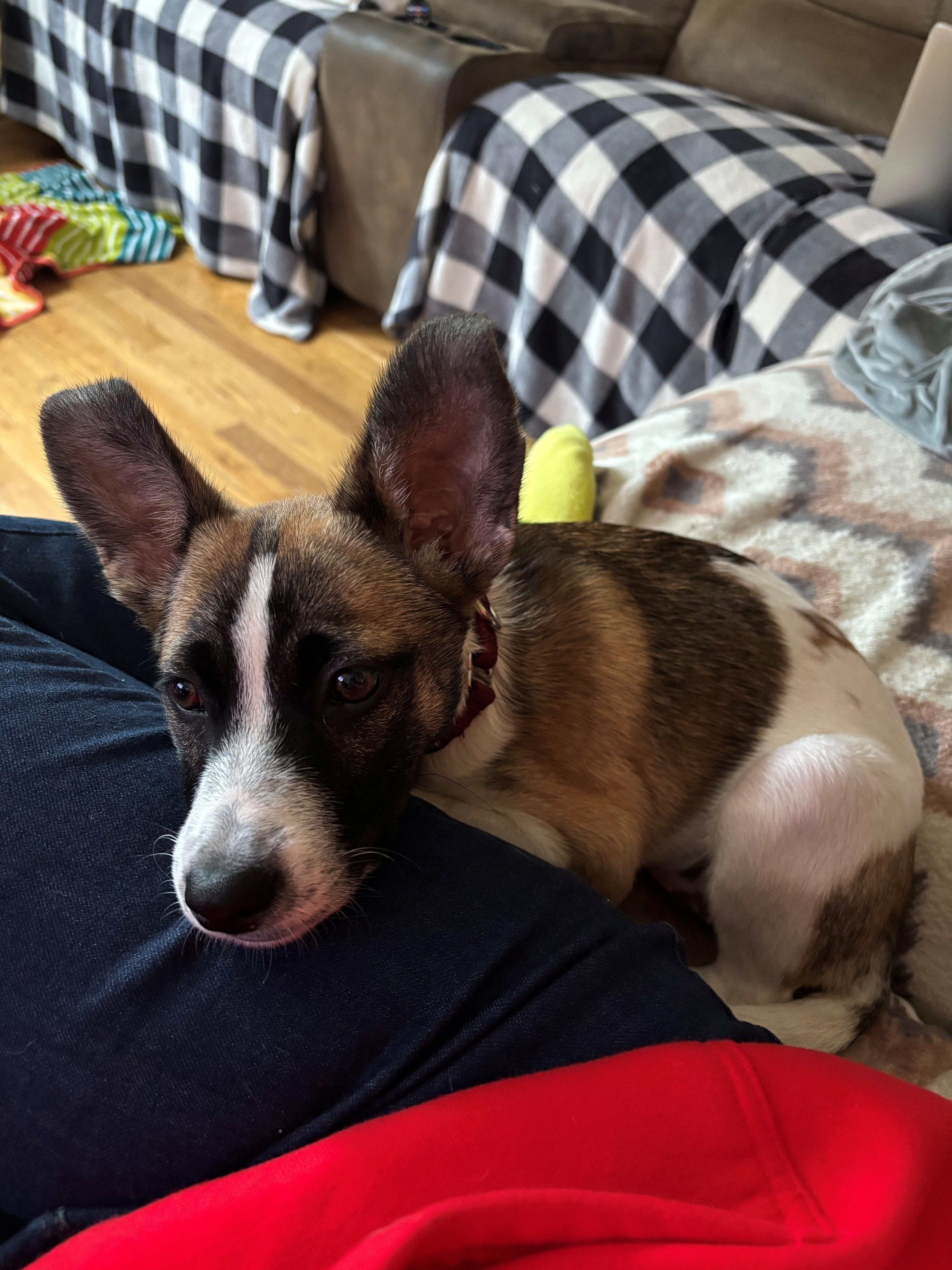 A baby medium-sized female Collie dog named Mia Mars Local for adoption in Andover, MA