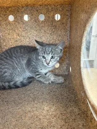 A young small-sized male Domestic Short Hair cat named Bogie for adoption in Lafayette, IN