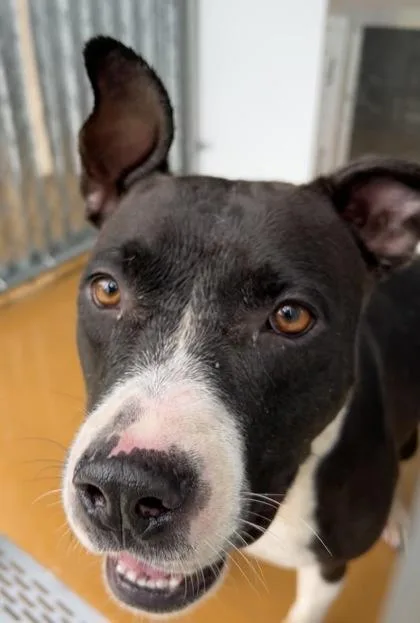 An adult medium-sized female Black American Staffordshire Terrier dog named Jinjer for adoption in Cibolo, TX