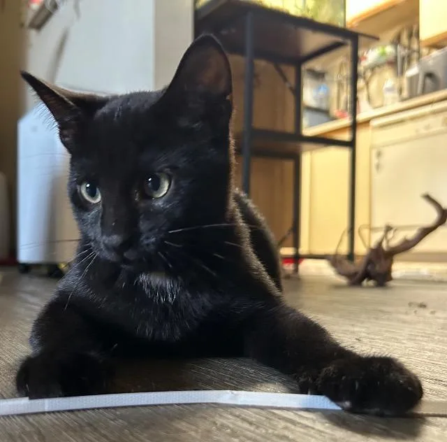 Bandit