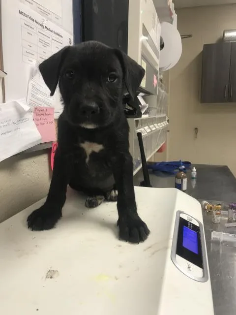 A baby small-sized male Pit Bull Terrier dog named Sonny for adoption in Conroe, TX