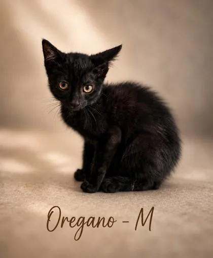A baby small-sized male Domestic Short Hair cat named Oregano for adoption in Guntersville, AL