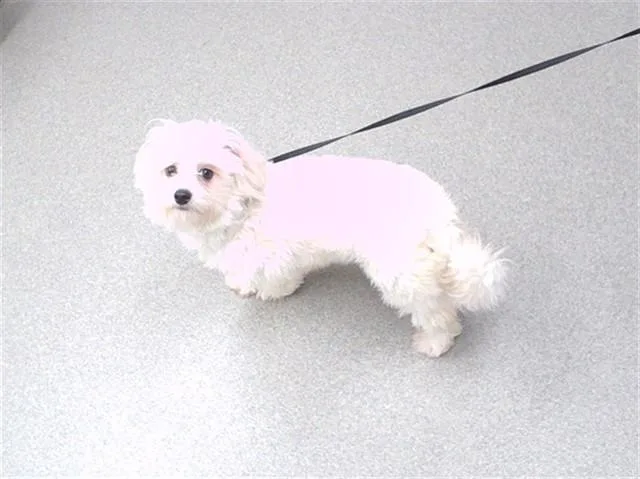 A young small-sized male Poodle dog named Eclipse for adoption in Omaha, NE