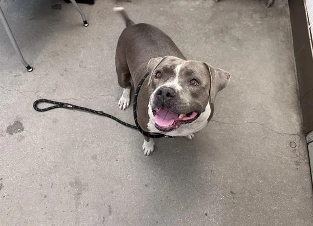 An adult large-sized female Pit Bull Terrier dog named Olga for adoption in Tucson, AZ