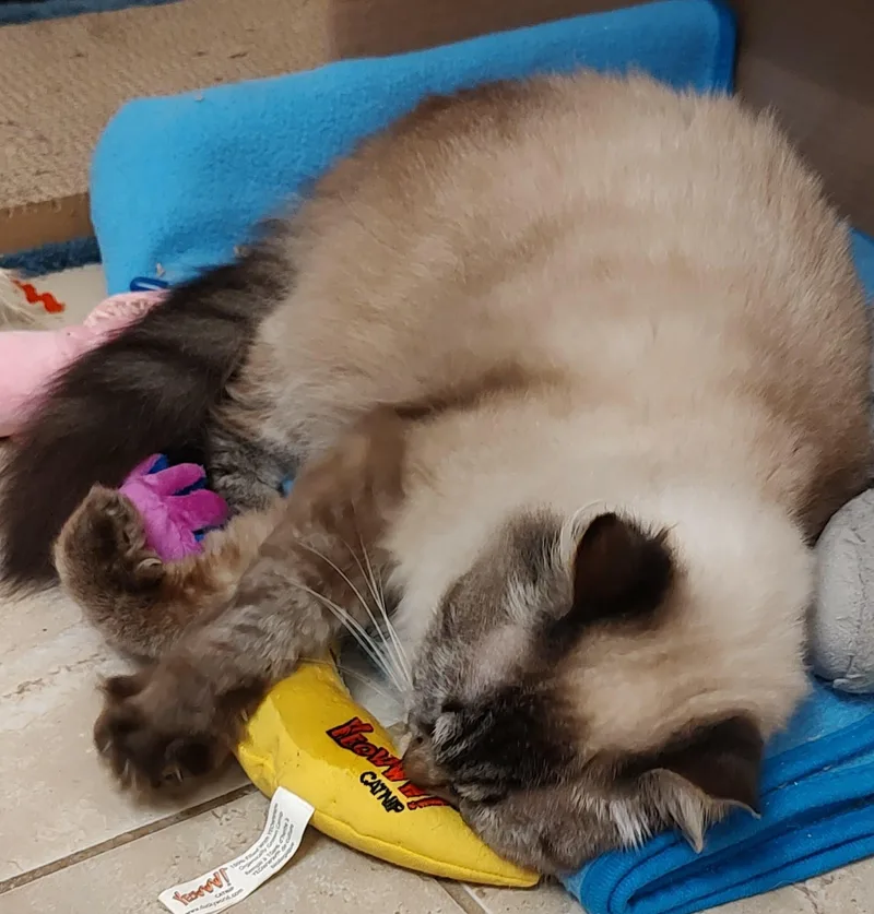 Snowflake thumbnail 2