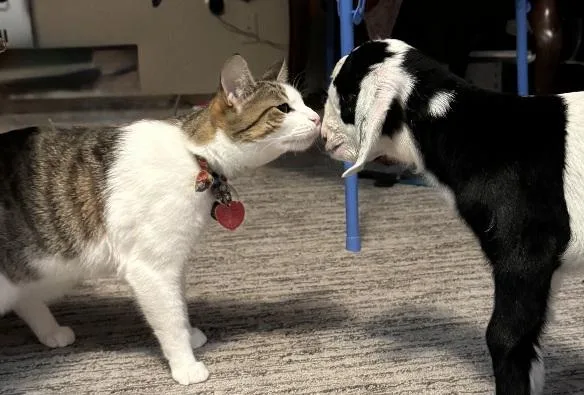 Pippin Your Loving Soul thumbnail 2