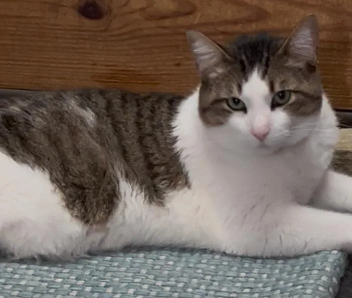 Pippin Your Loving Soul thumbnail 3