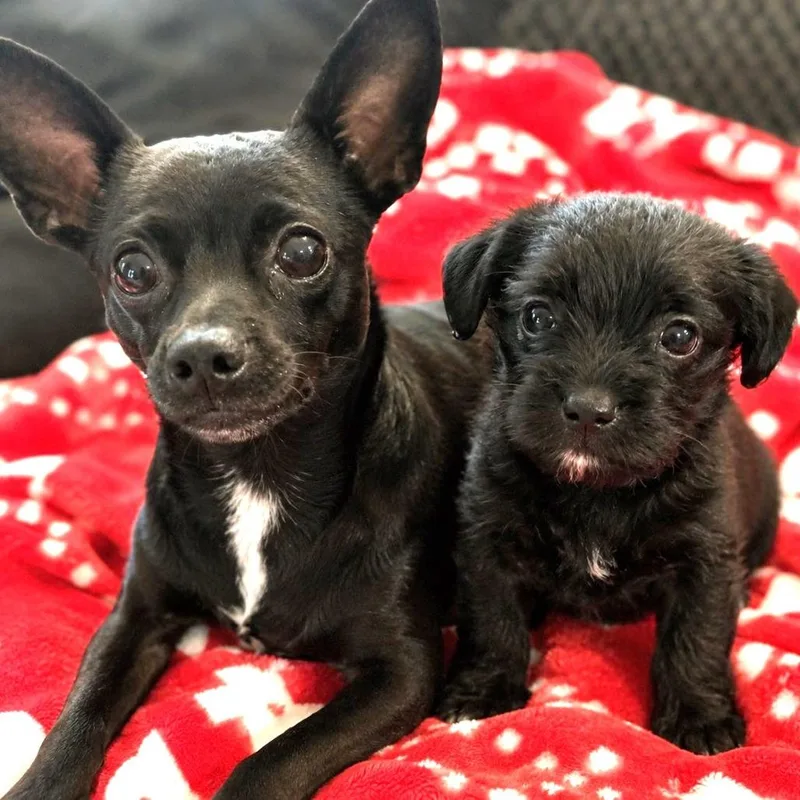A baby small-sized female Black Chihuahua dog named Raisin for adoption in Santa Fe, TX