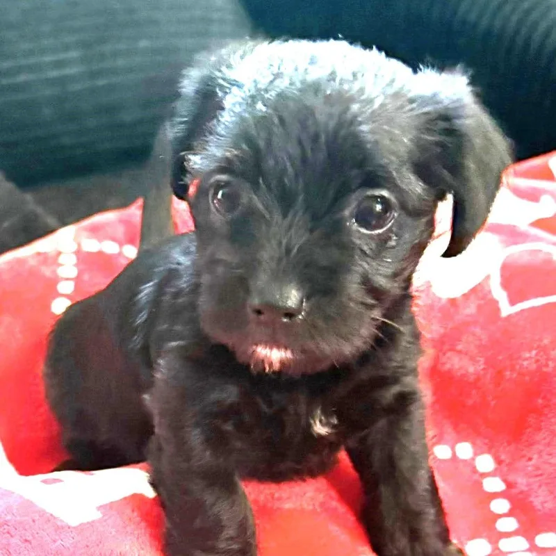 Raisin thumbnail 2