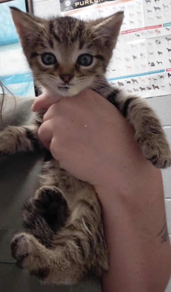 A baby small-sized male Domestic Short Hair cat named Vaughan for adoption in Henderson, NC