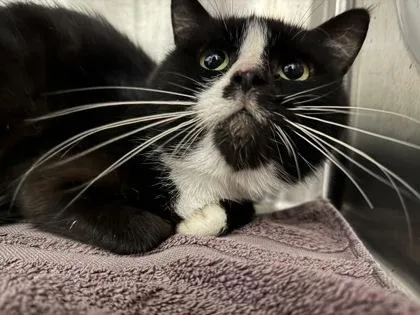 An adult medium-sized male Domestic Short Hair cat named Mr. Woodruff for adoption in Cincinnati, OH