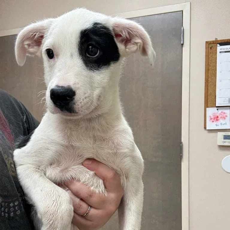 A baby small-sized female Mixed Breed dog named Clarabelle for adoption in Pine Bluff, AR