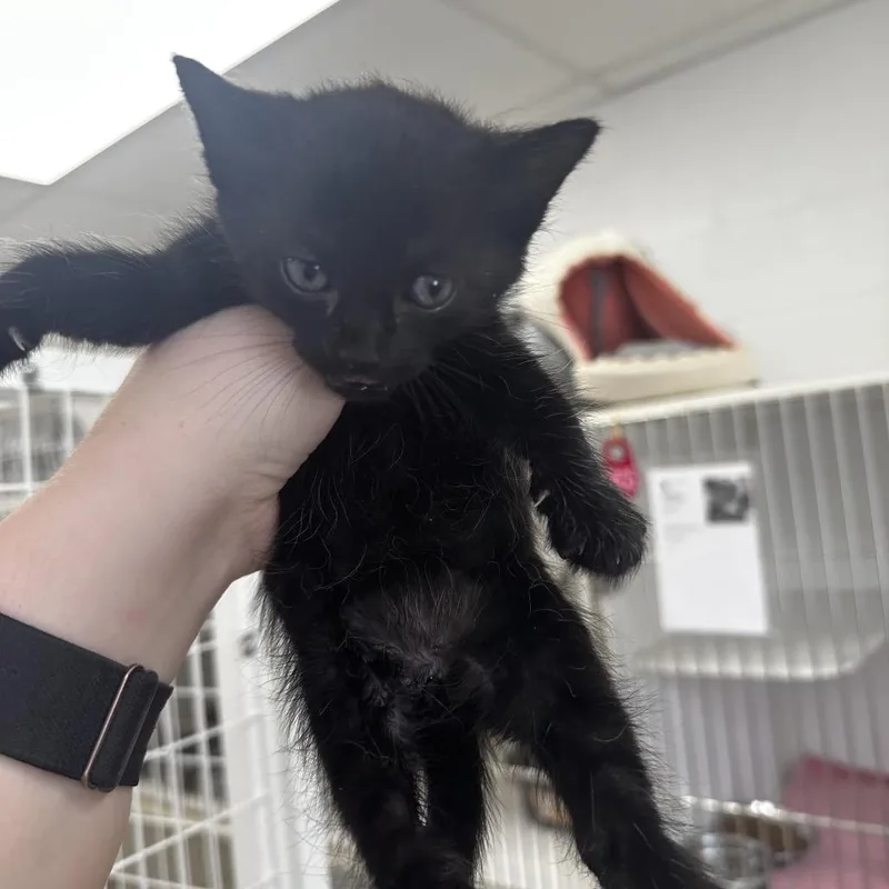 A baby small-sized male Domestic Short Hair cat named Wisteria for adoption in Gadsden, AL