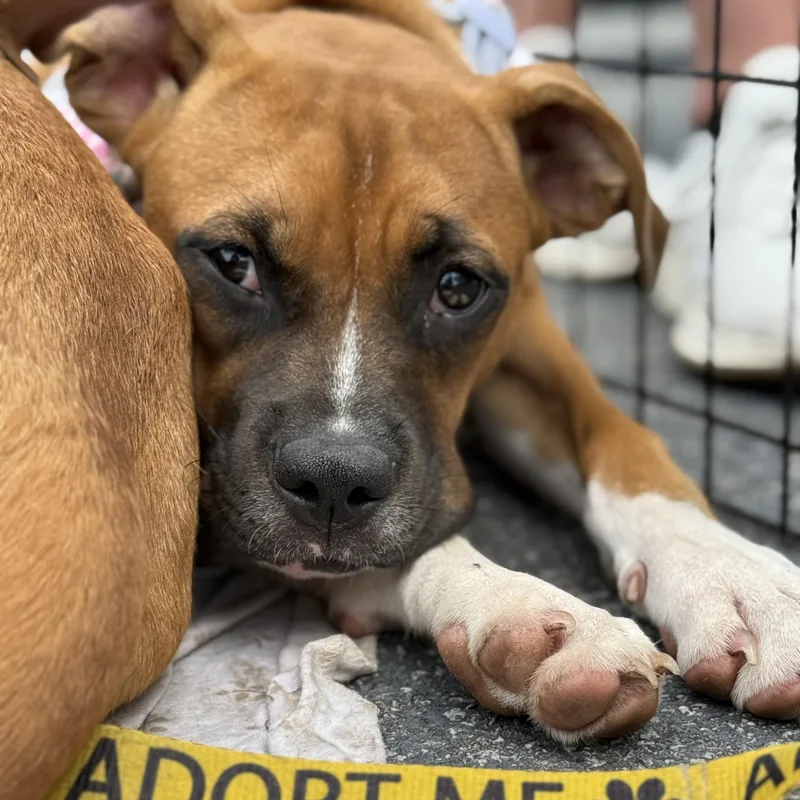 Sarsaparilla thumbnail 2