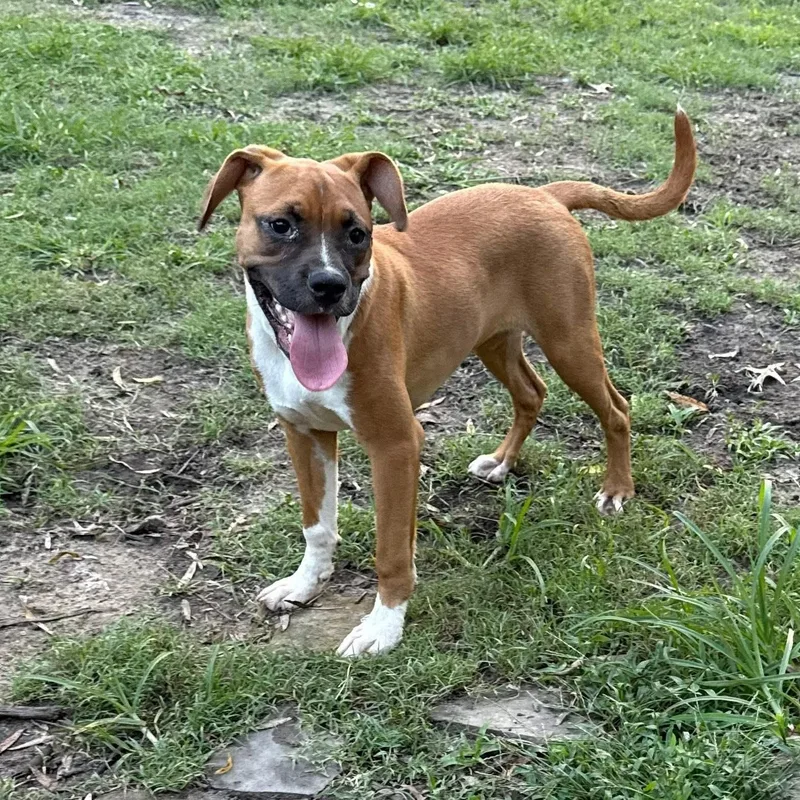 Sarsaparilla thumbnail 3