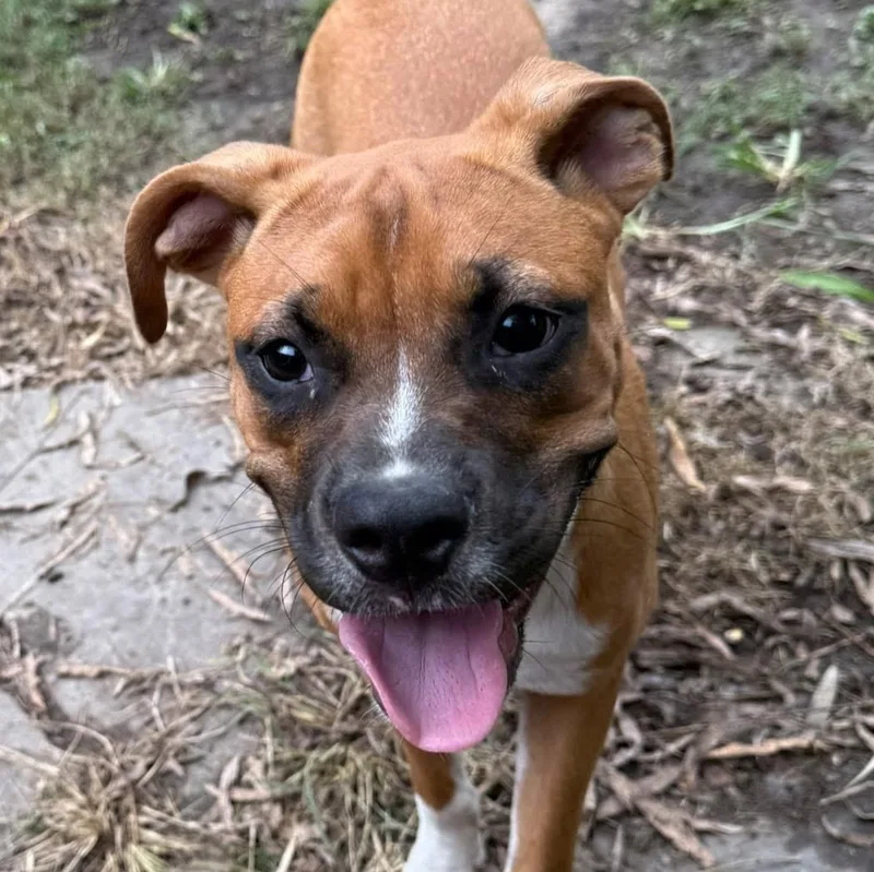 Sarsaparilla thumbnail 5