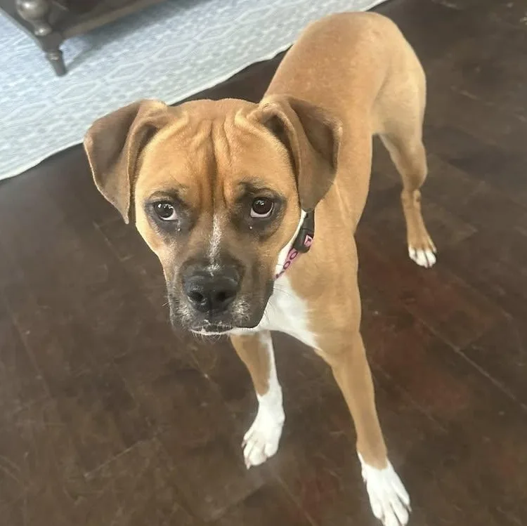 Sarsaparilla thumbnail 6