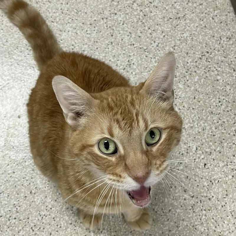 A senior medium-sized male Orange / Red Domestic Short Hair cat named Milo for adoption in St. Helena, CA