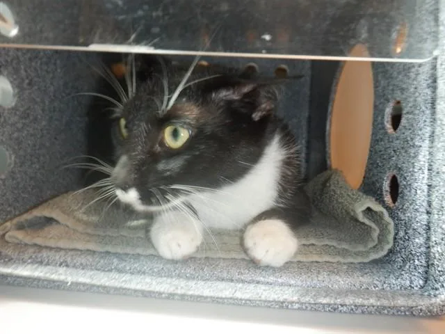 An adult medium-sized female Domestic Short Hair cat named Marykate for adoption in San Jose, CA