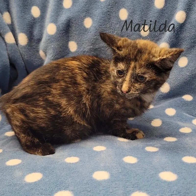 Matilda