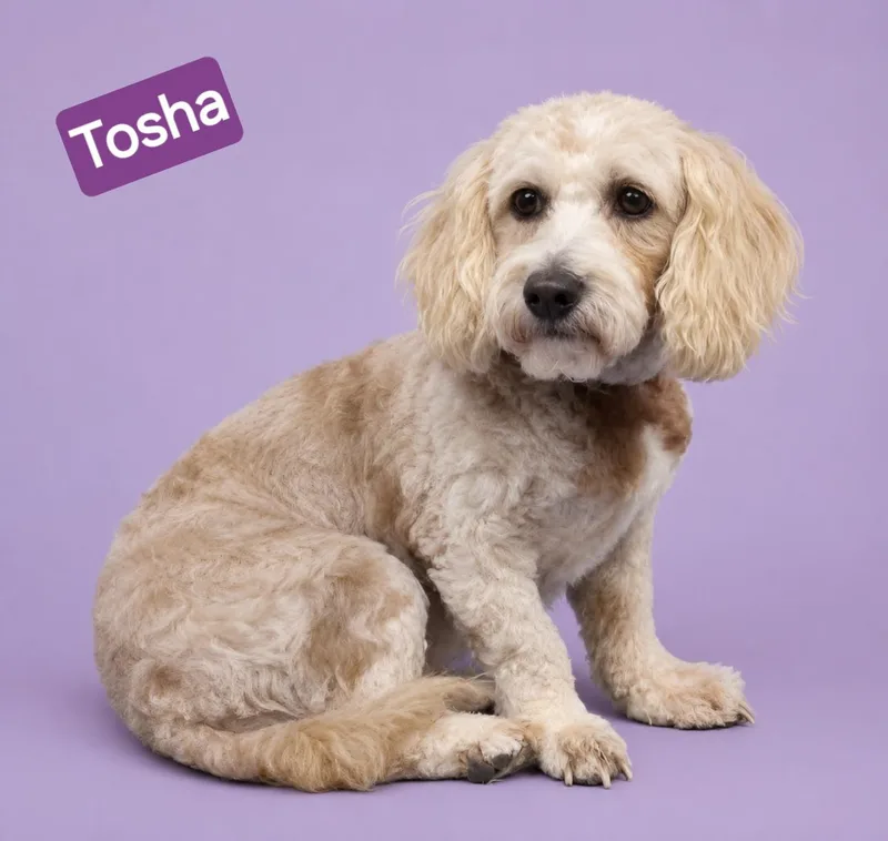 Tosha thumbnail 2