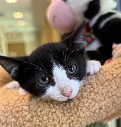 A young small-sized male Black & White / Tuxedo Domestic Short Hair cat named Noah Sebastian for adoption in Midland, VA