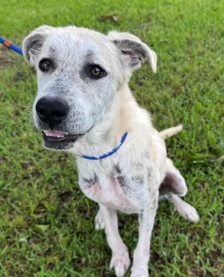 A young medium-sized female White / Cream Great Pyrenees dog named Nala for adoption in Washington, DC