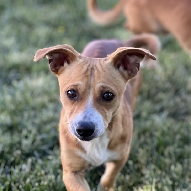Louie