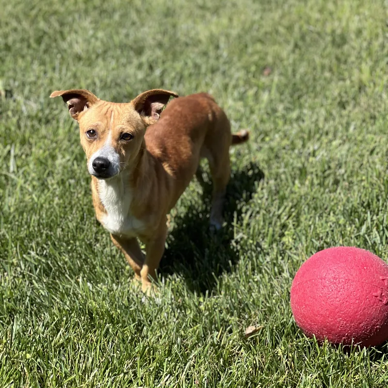 Louie thumbnail 2