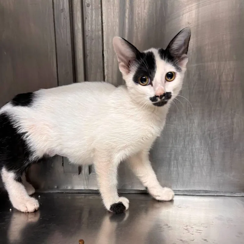 A baby medium-sized male Domestic Short Hair cat named Hickory for adoption in Stillwater, OK