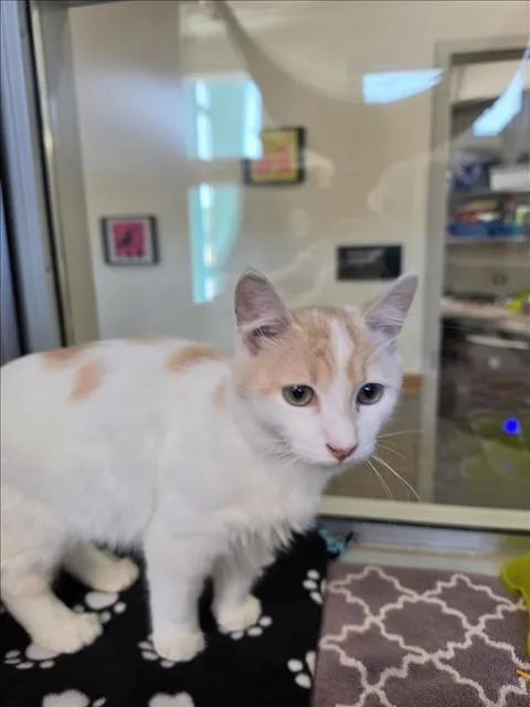 A baby medium-sized female Domestic Medium Hair cat named Myna for adoption in Tracy, CA