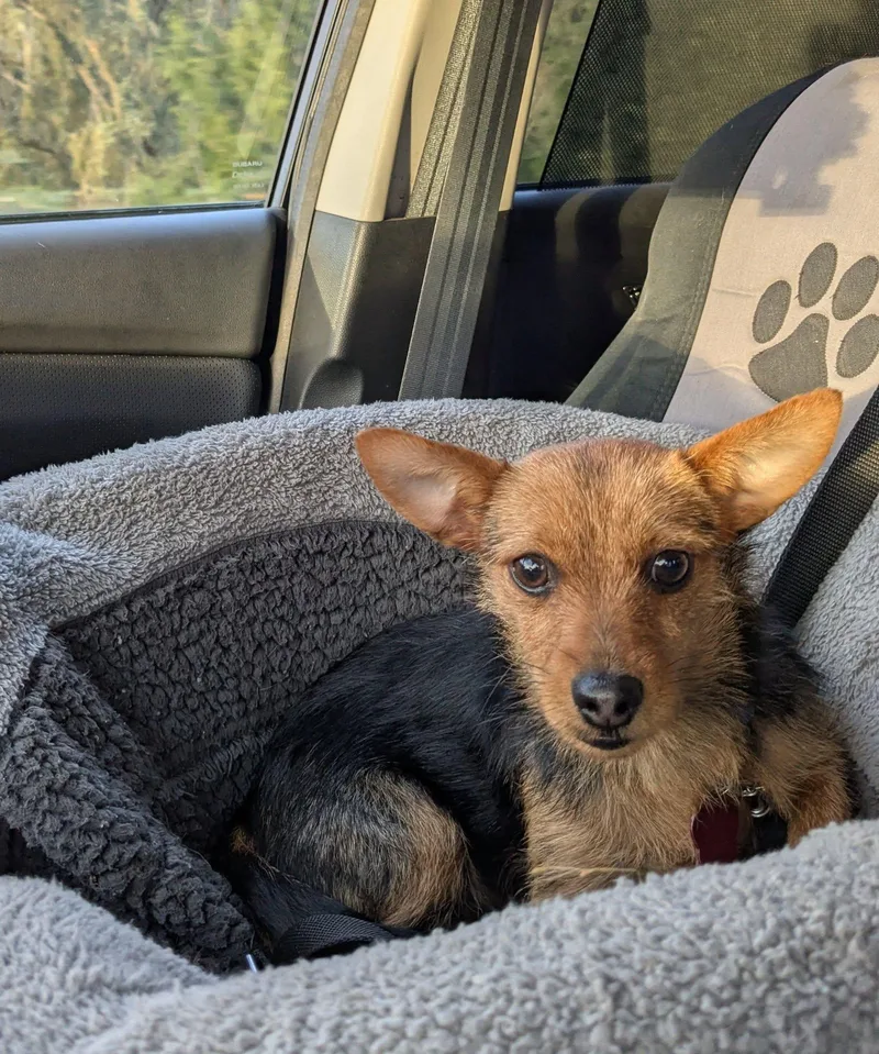 Miss Vicki thumbnail 4