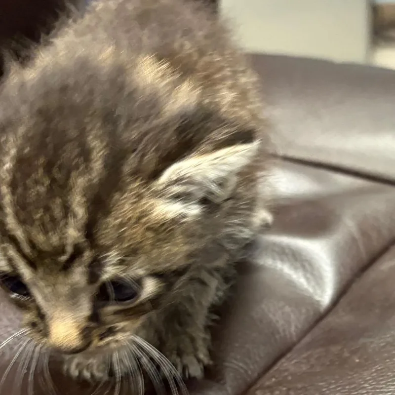 A baby small-sized male Gray / Blue / Silver Domestic Short Hair cat named Jack for adoption in Milton, FL