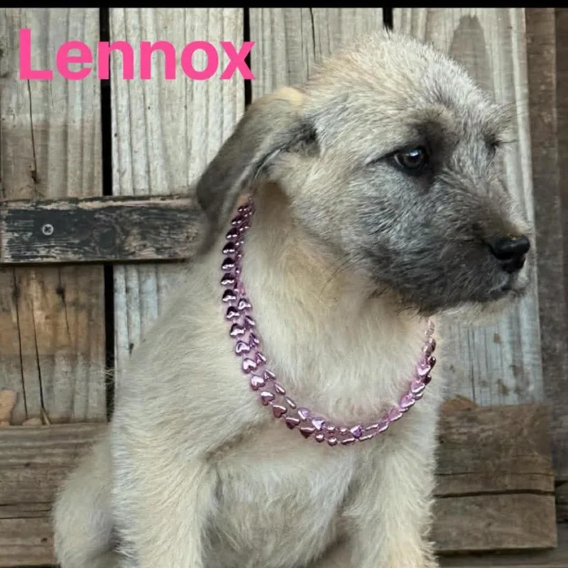 A baby large-sized female Yellow / Tan / Blond / Fawn Great Pyrenees dog named Lennox for adoption in Oxford, ME