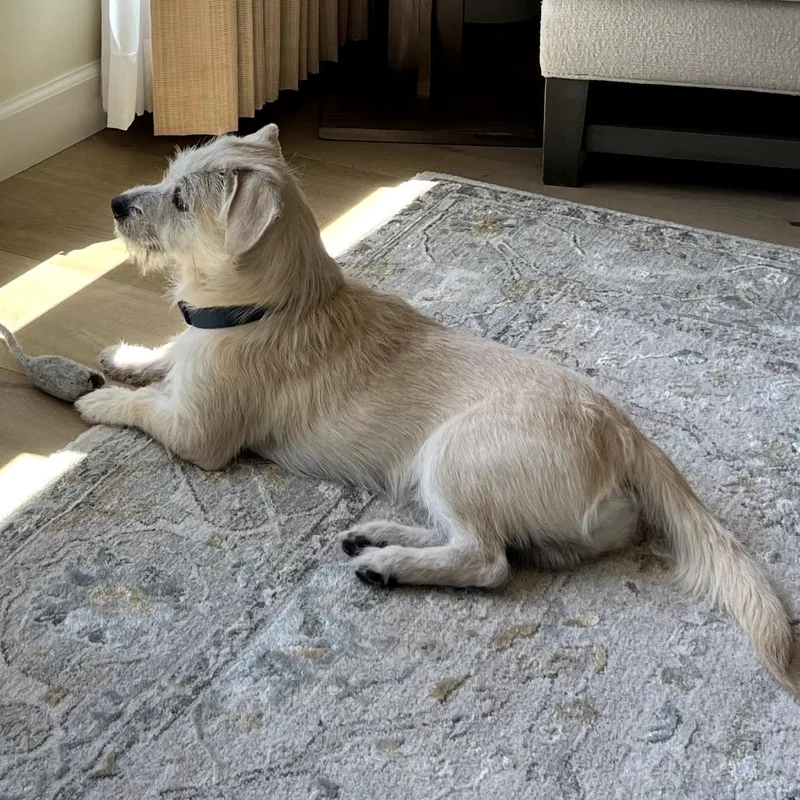 An adult small-sized male White / Cream Terrier dog named Dino for adoption in Idaho Falls, ID