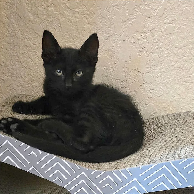 A baby small-sized male Black Domestic Short Hair cat named Sam for adoption in Los Angeles, CA