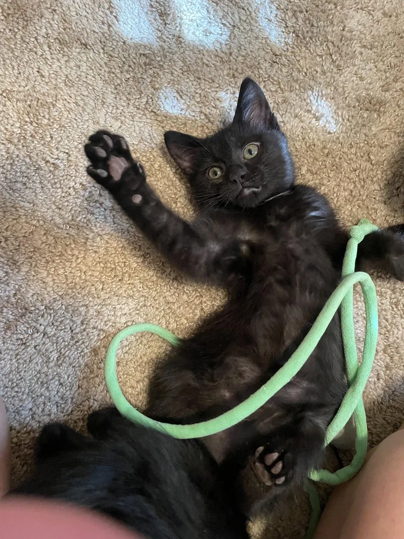A young small-sized female Black Domestic Short Hair cat named Maisy May for adoption in Aurora, CO