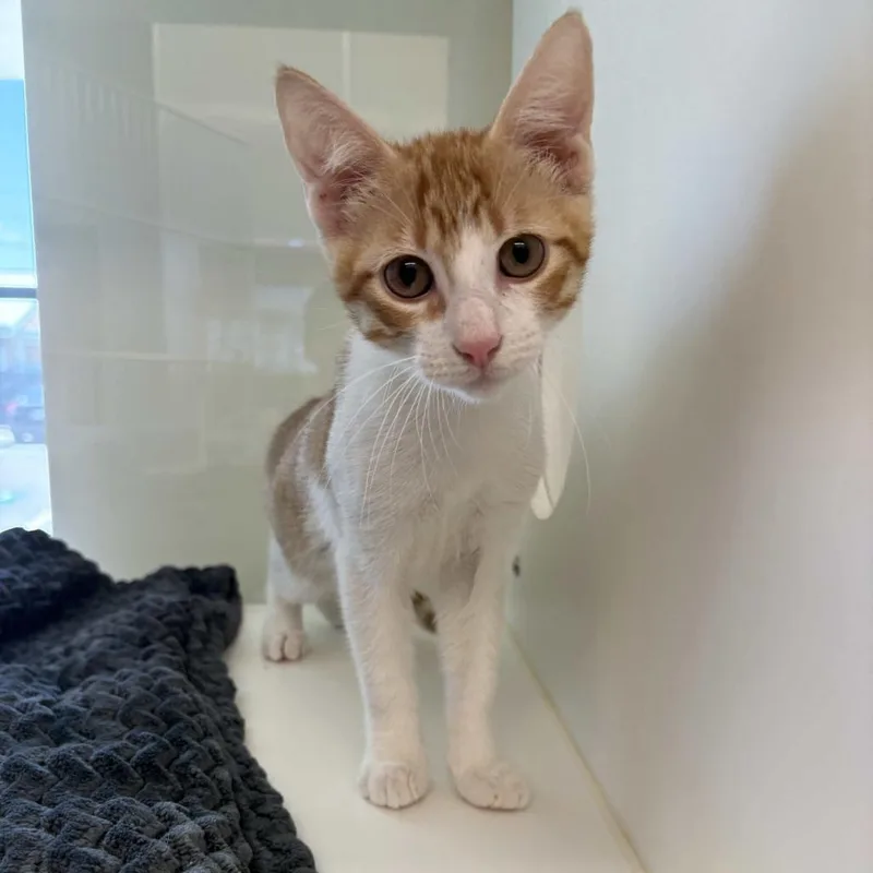 A baby small-sized male Orange / Red Domestic Short Hair cat named Chip for adoption in Beaumont, TX