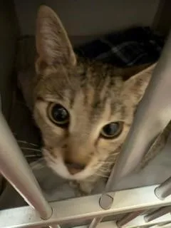 An adult medium-sized female Torbie Domestic Short Hair cat named Twiggy for adoption in Mason City, IA