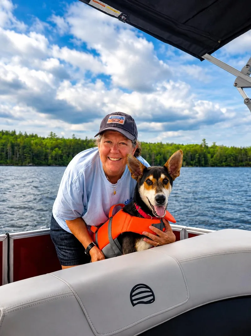 A baby medium-sized male Shepherd dog named Lobstah Roll for adoption in Pembroke, MA