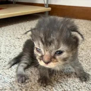 A baby small-sized female Tortoiseshell Domestic Medium Hair cat named Orb for adoption in Mount Juliet, TN